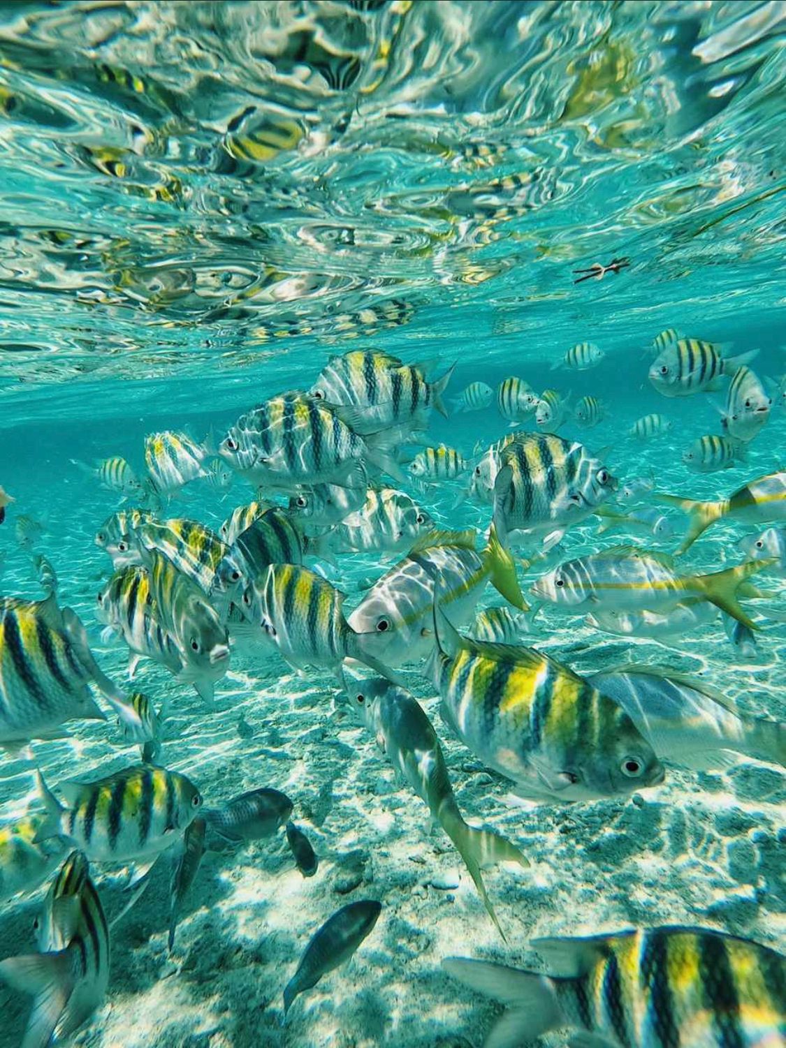 Speedboat underwater view